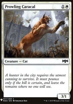 Prowling Caracal